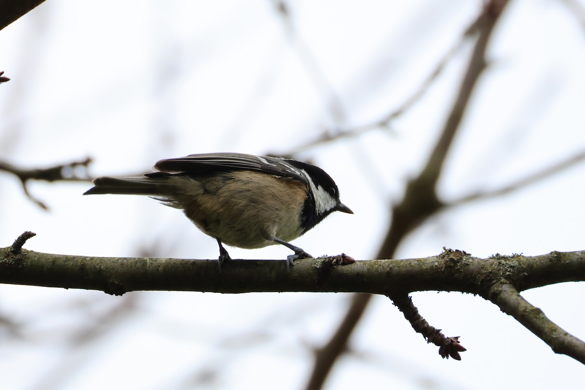 Coal Tit - ML624835677