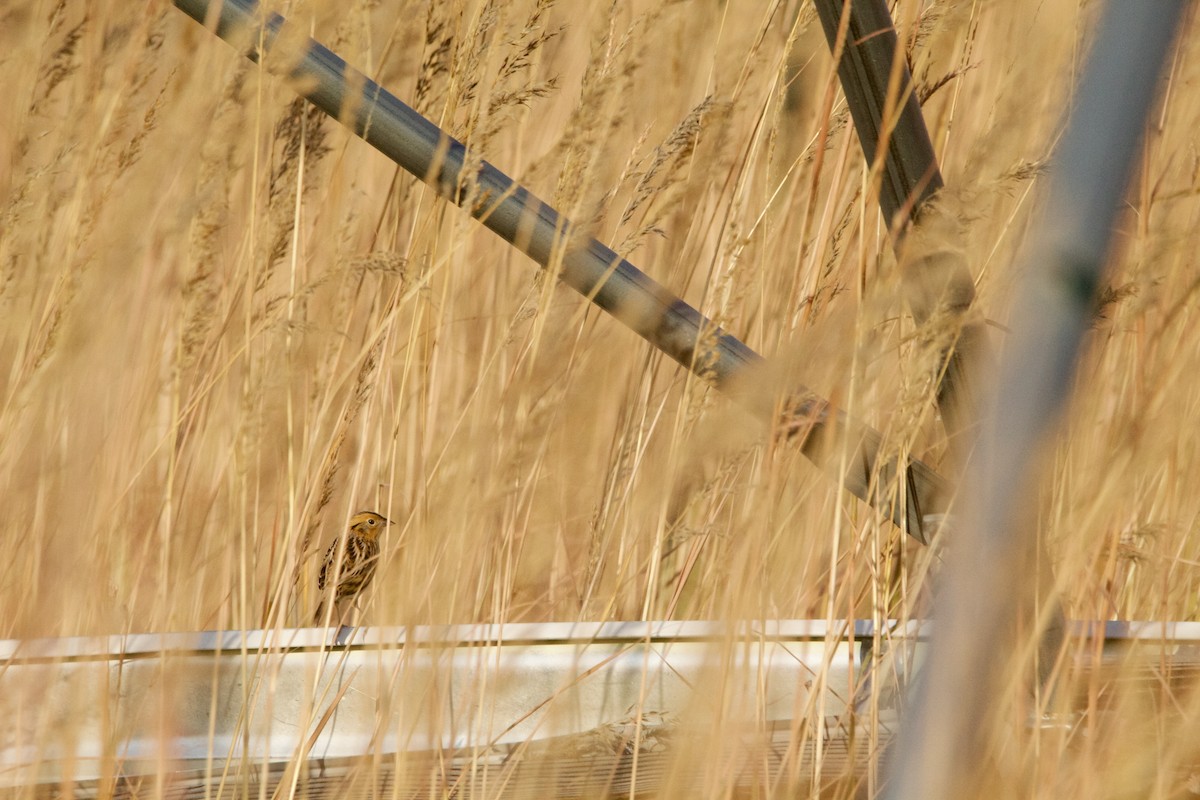 LeConte's Sparrow - ML624835759