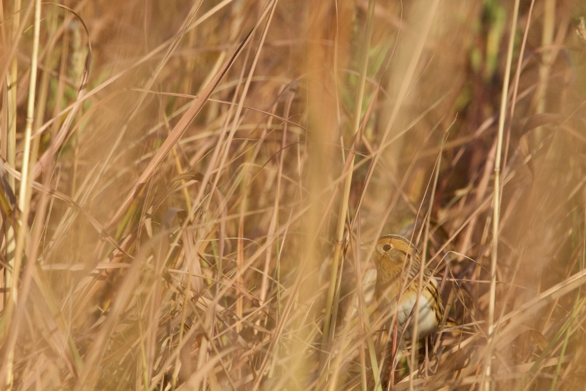 LeConte's Sparrow - ML624835761