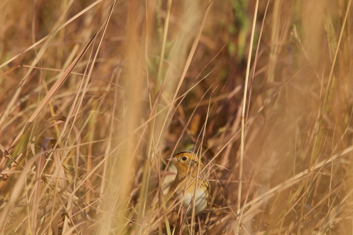 LeConte's Sparrow - ML624835762