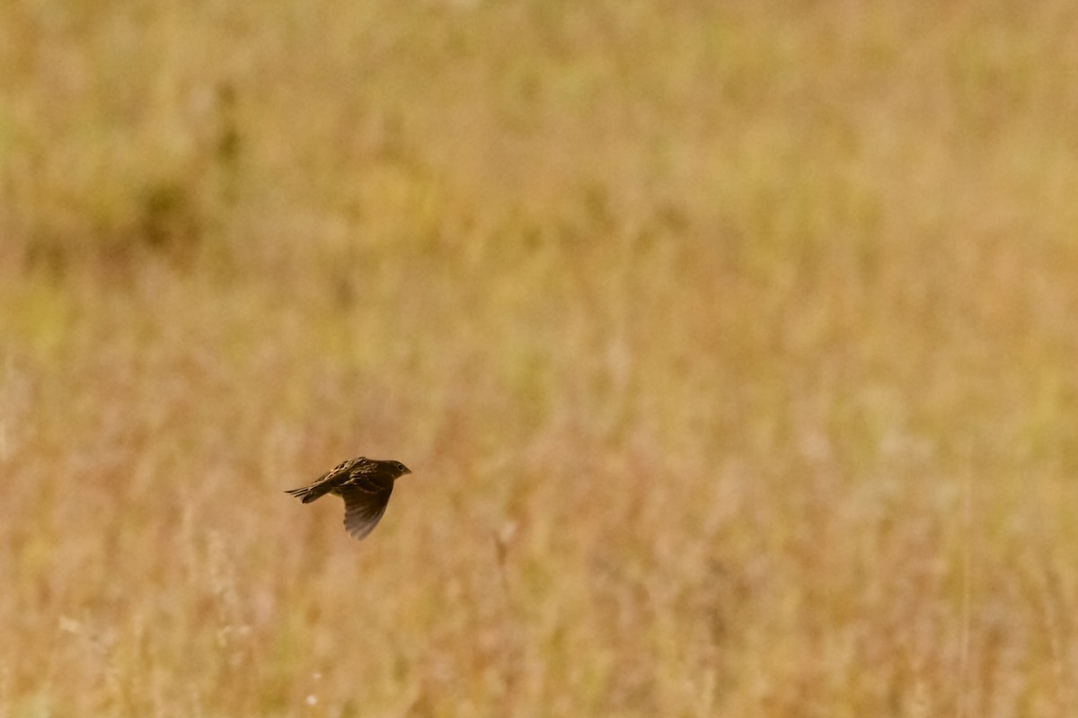 Grasshopper Sparrow - ML624835773