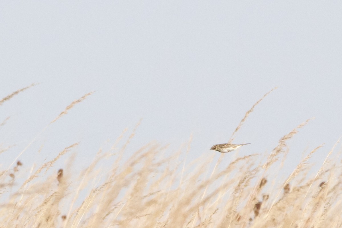 Vesper Sparrow - ML624835805