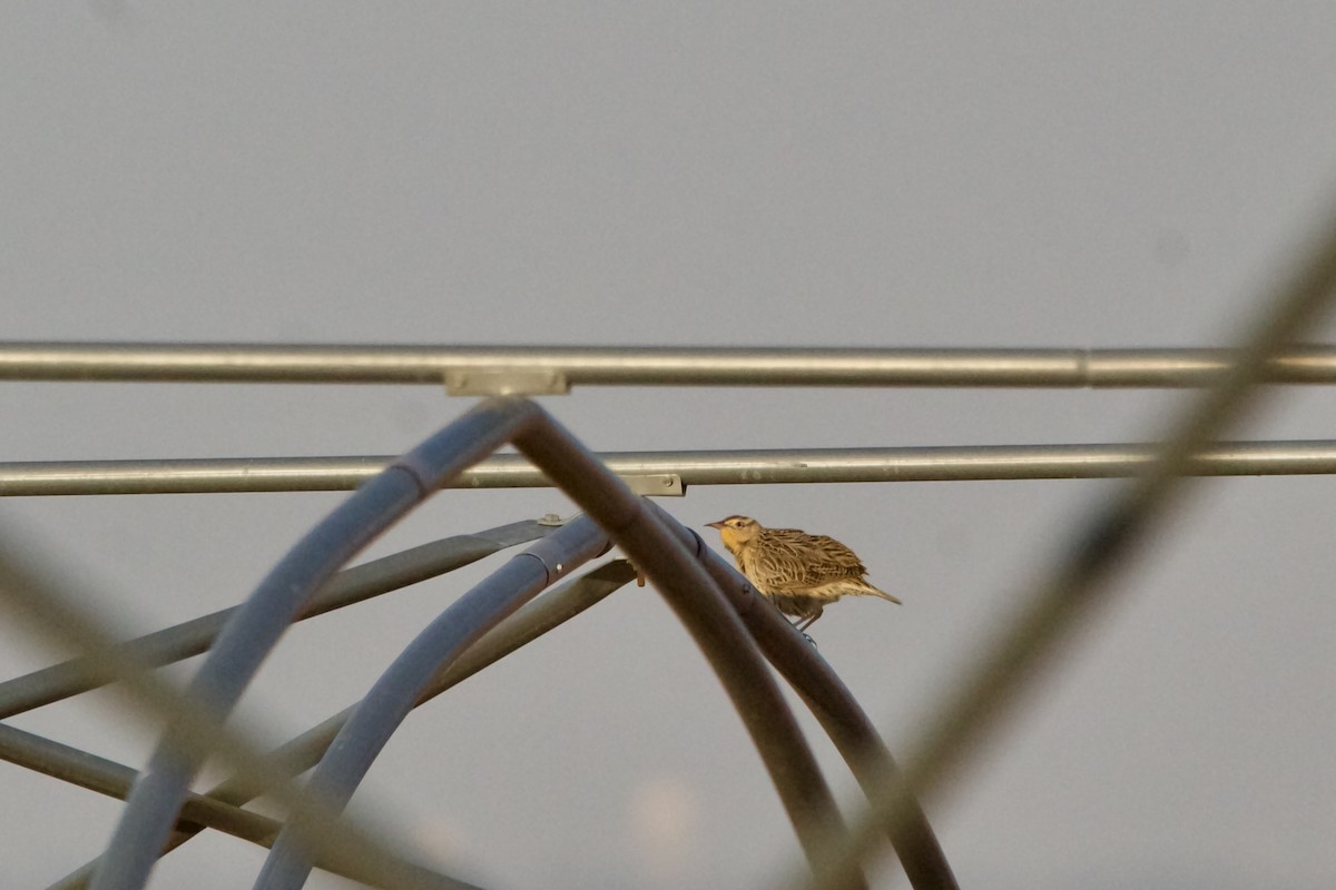 Western Meadowlark - ML624835810