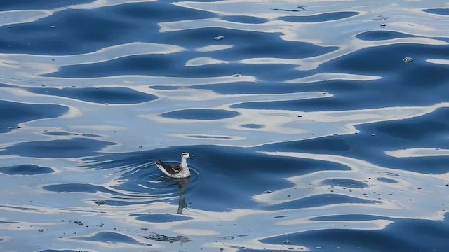 svømmesnipe - ML624835917