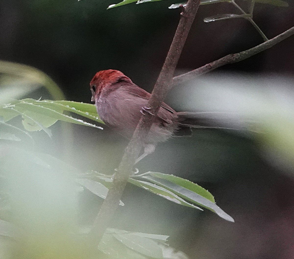 Eye-ringed Parrotbill - ML624836070