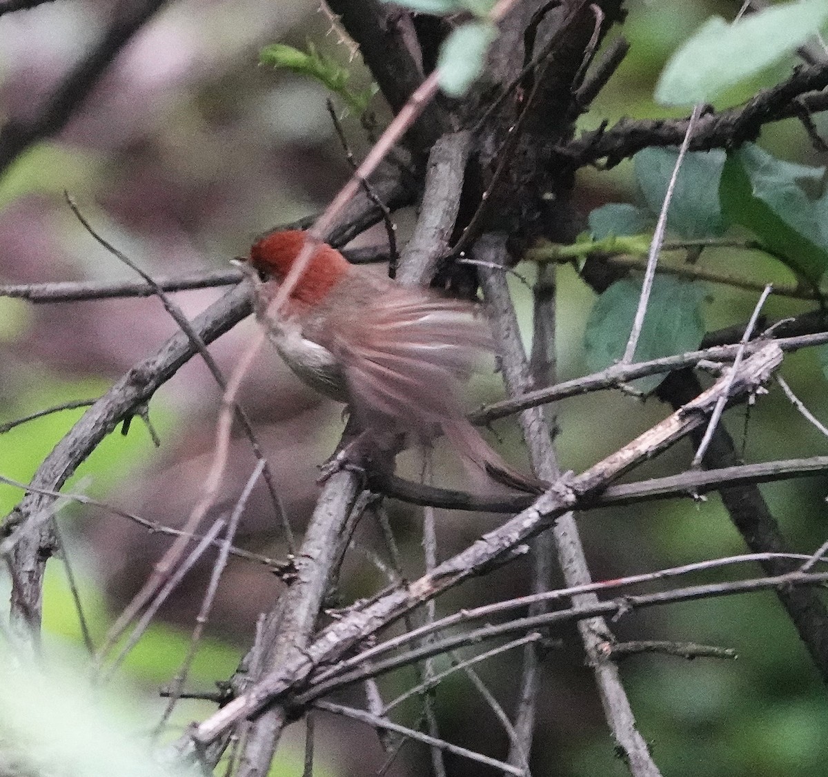 Eye-ringed Parrotbill - ML624836073