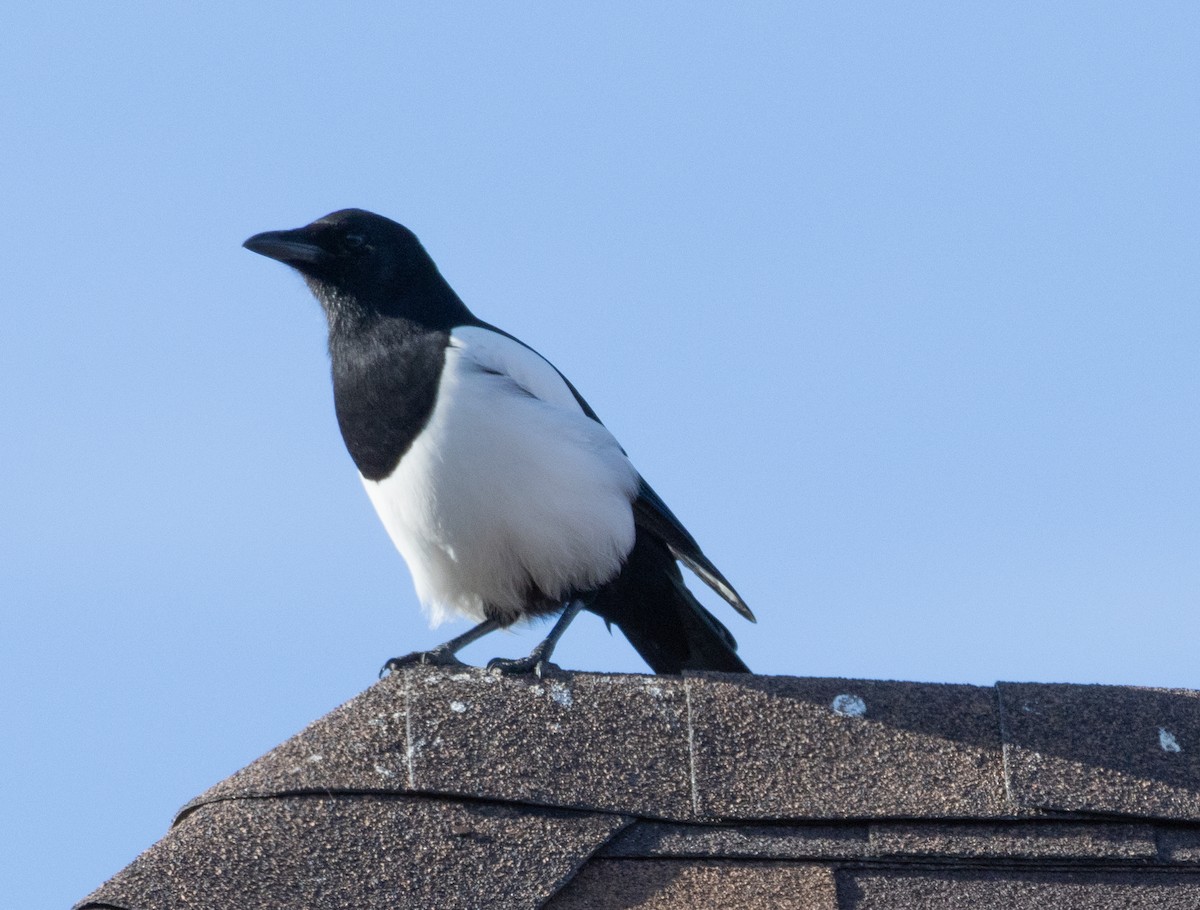 Eurasian Magpie - ML624836074