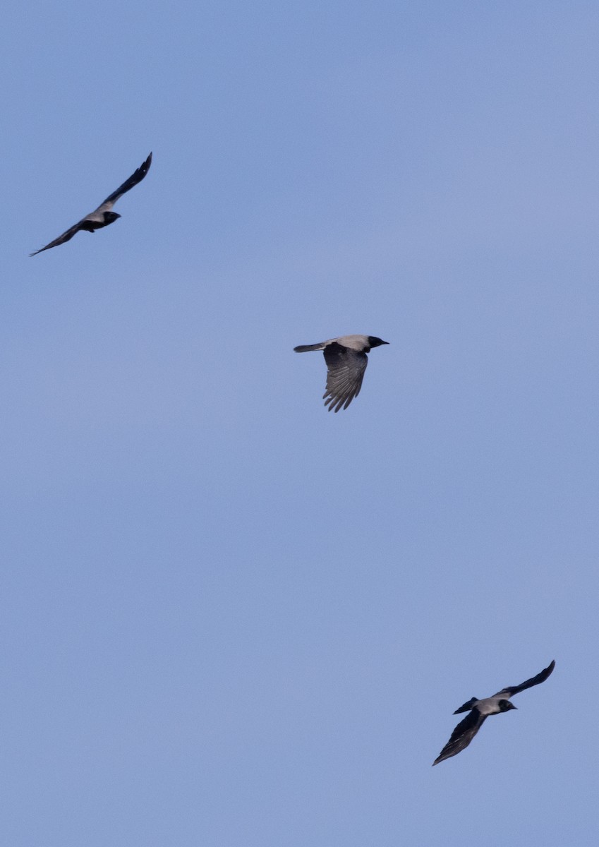 Hooded Crow - ML624836078
