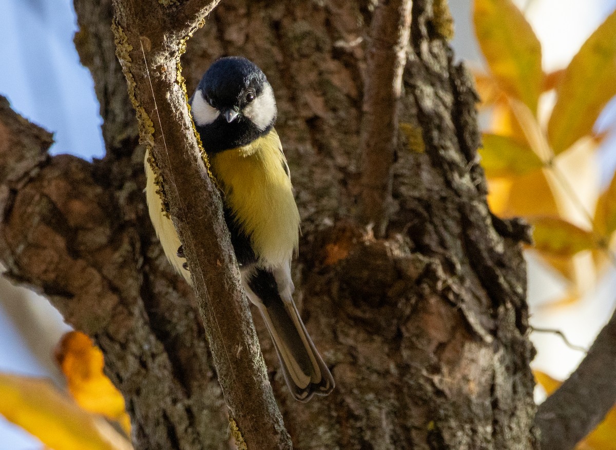 Great Tit - ML624836080