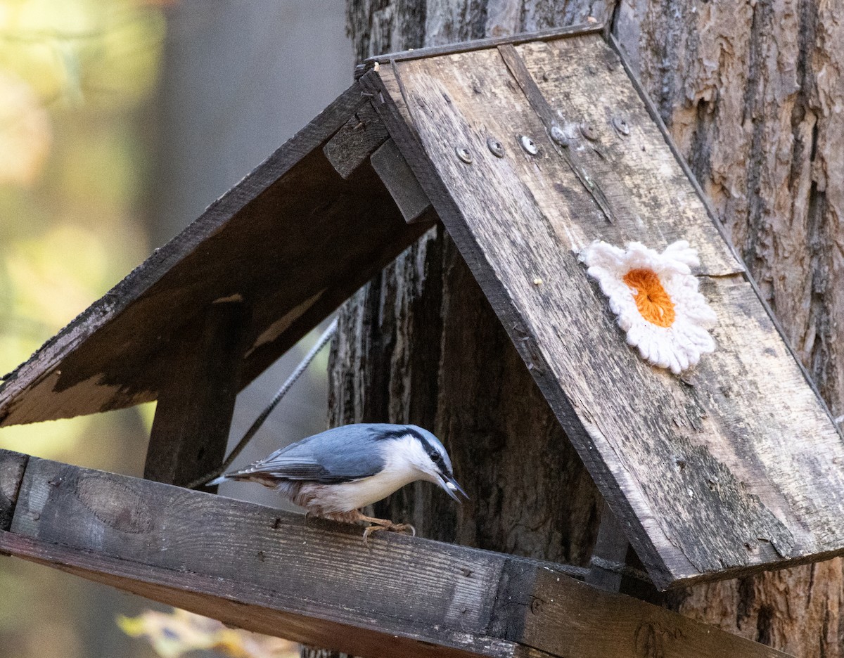 Eurasian Nuthatch - ML624836085