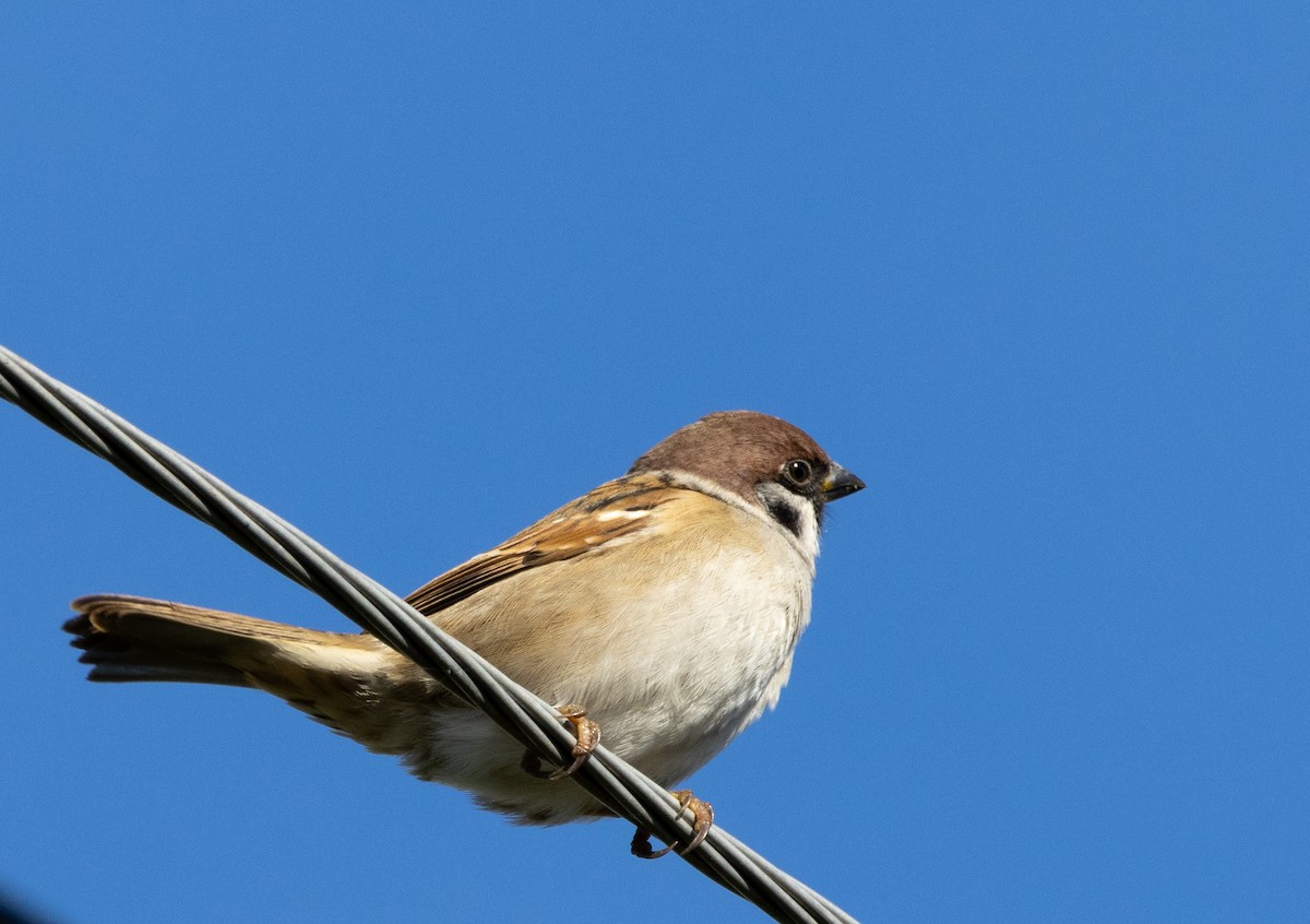 Eurasian Tree Sparrow - ML624836094