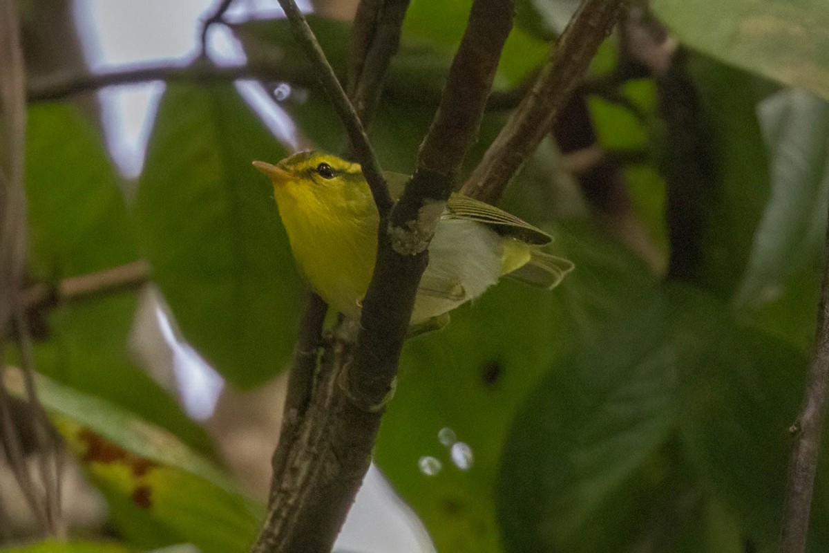 Yellow-vented Warbler - ML624836190