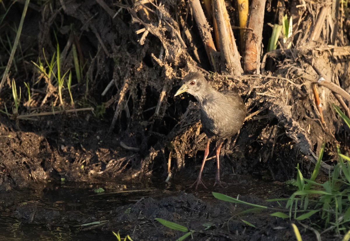 Black Crake - ML624836316