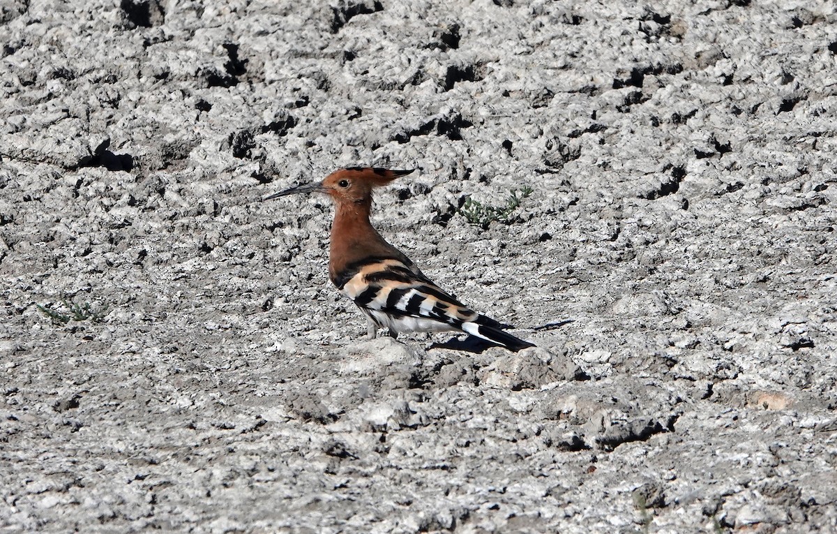 Eurasian Hoopoe - ML624836396