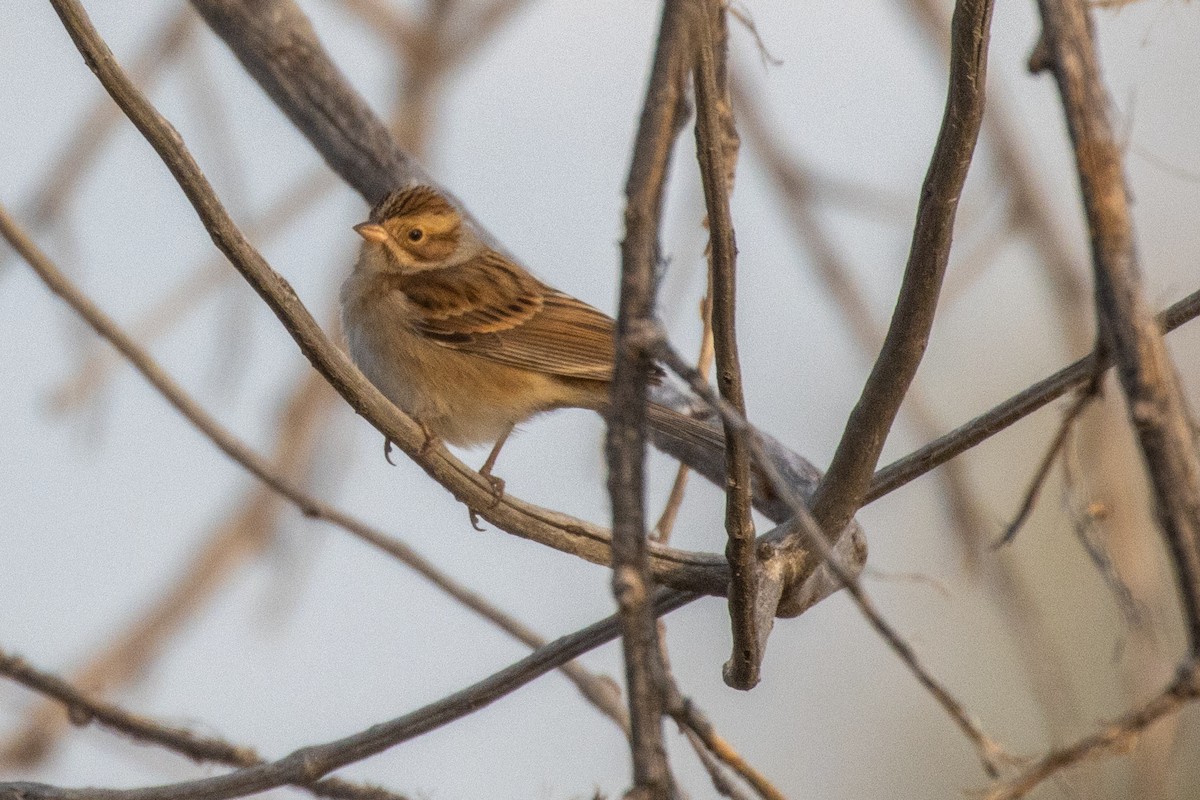 Clay-colored Sparrow - ML624836424