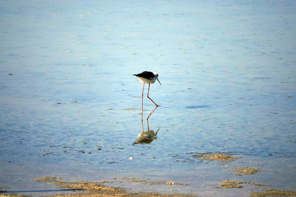 Black-winged Stilt - ML624836425