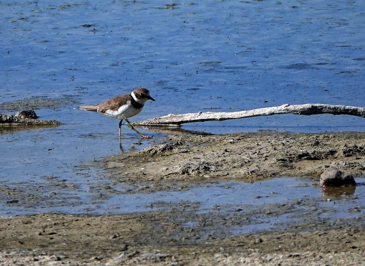 Little Ringed Plover - ML624836447