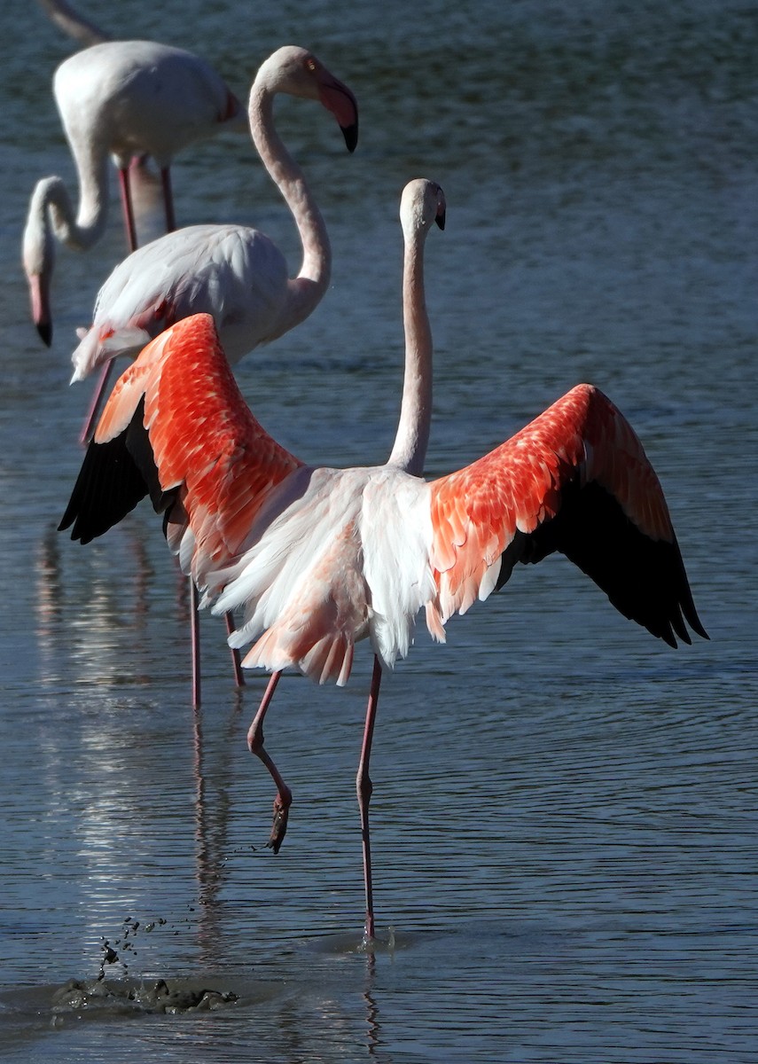 Greater Flamingo - ML624836490