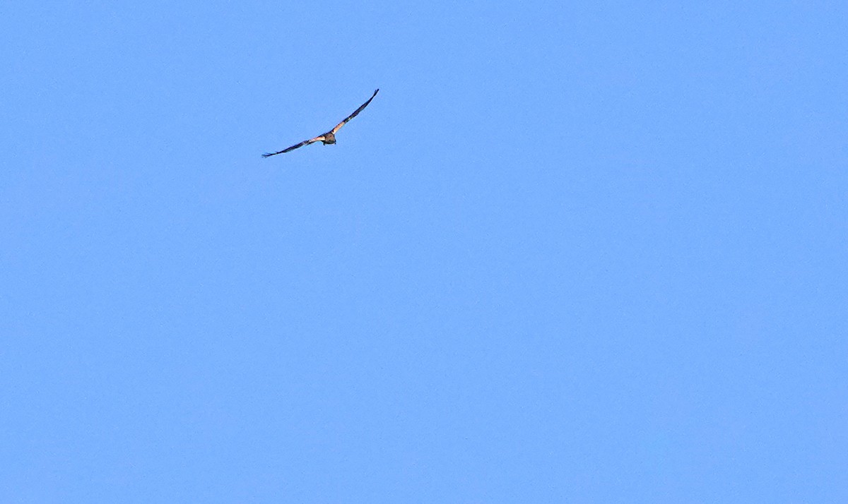 Western Marsh Harrier - ML624836516