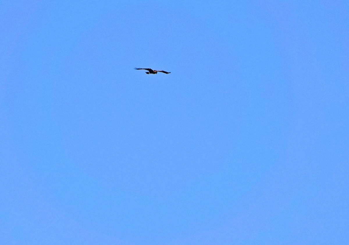 Western Marsh Harrier - ML624836517