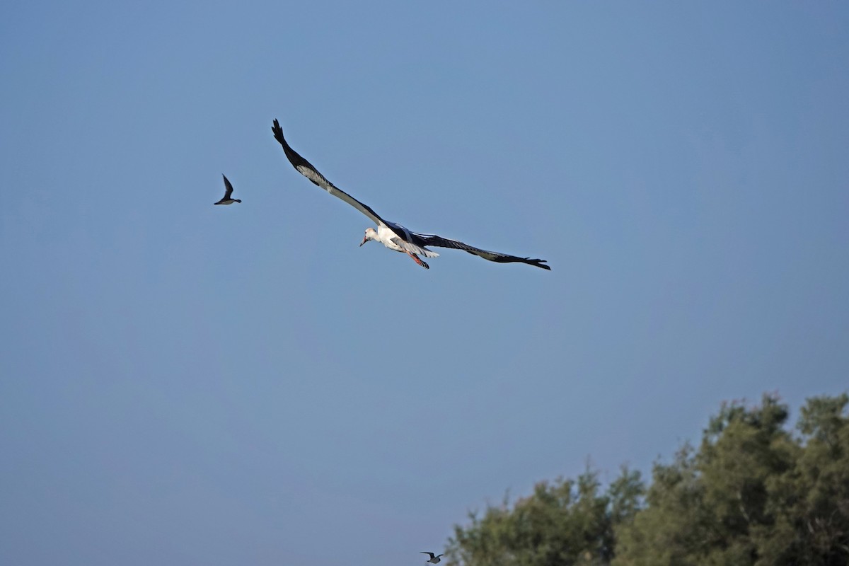 White Stork - ML624836569