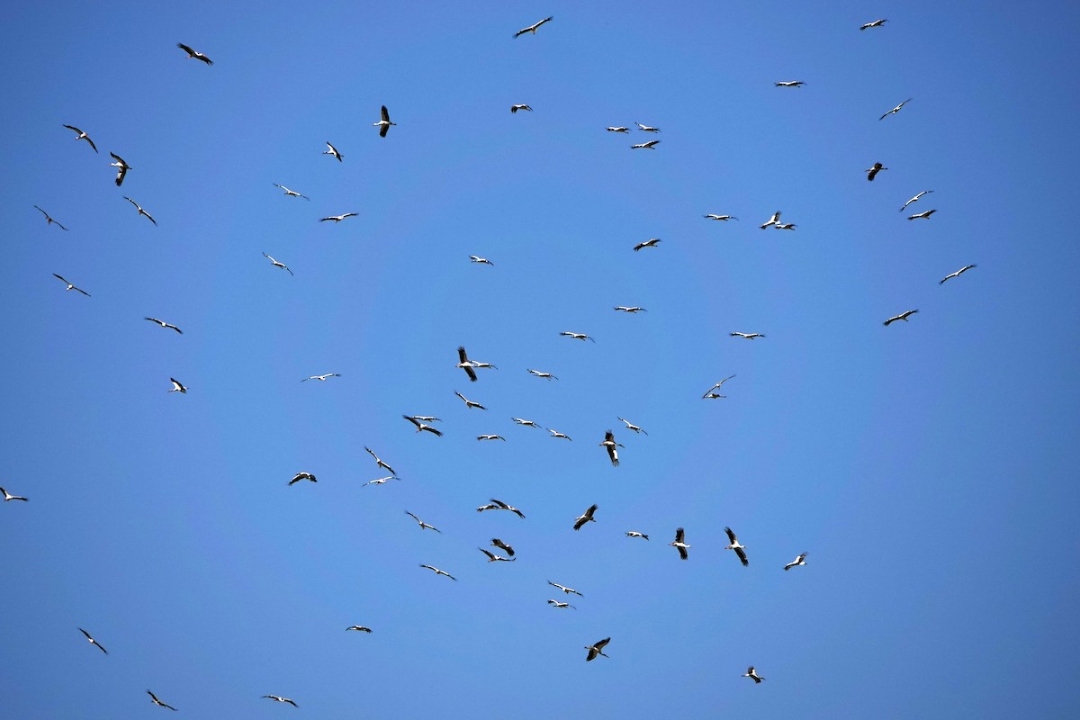 White Stork - ML624836570