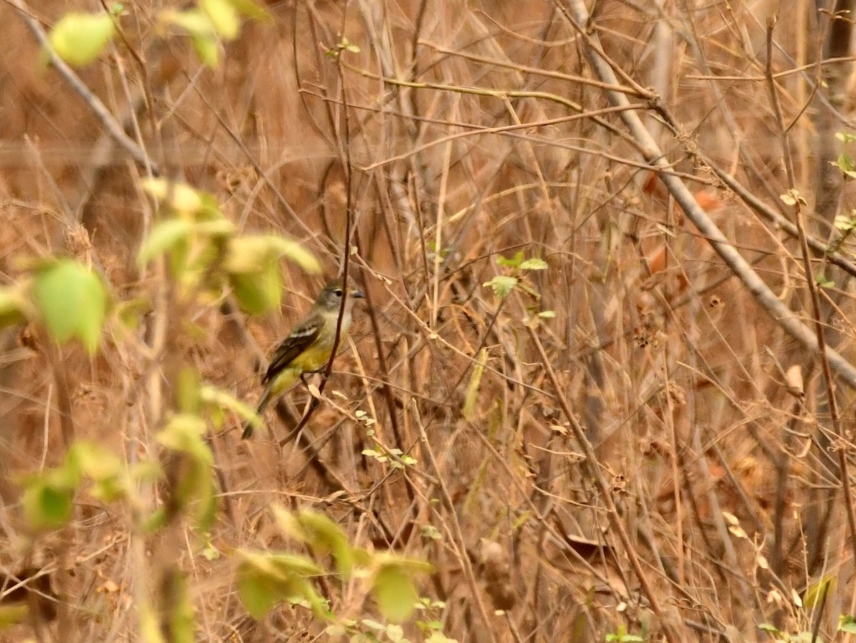 Forest Elaenia - ML624836576