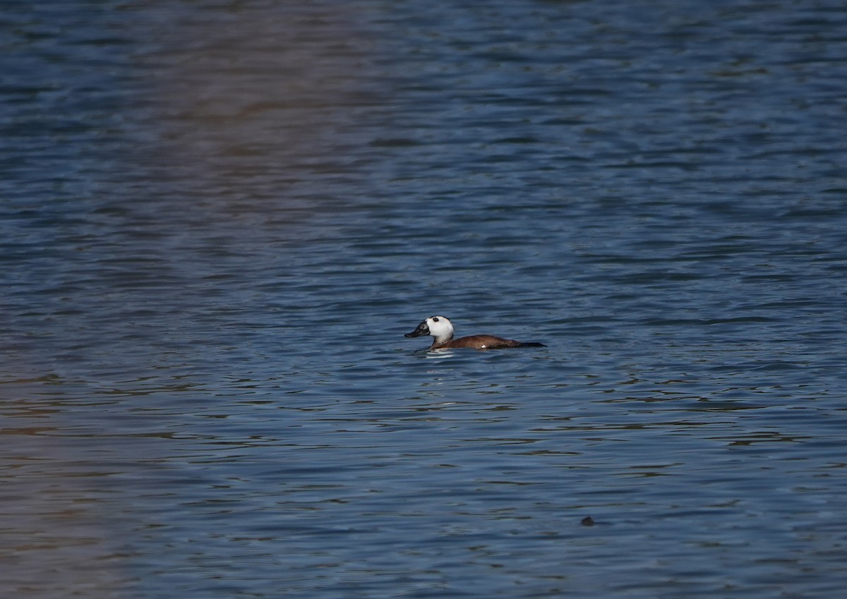 White-headed Duck - ML624836626