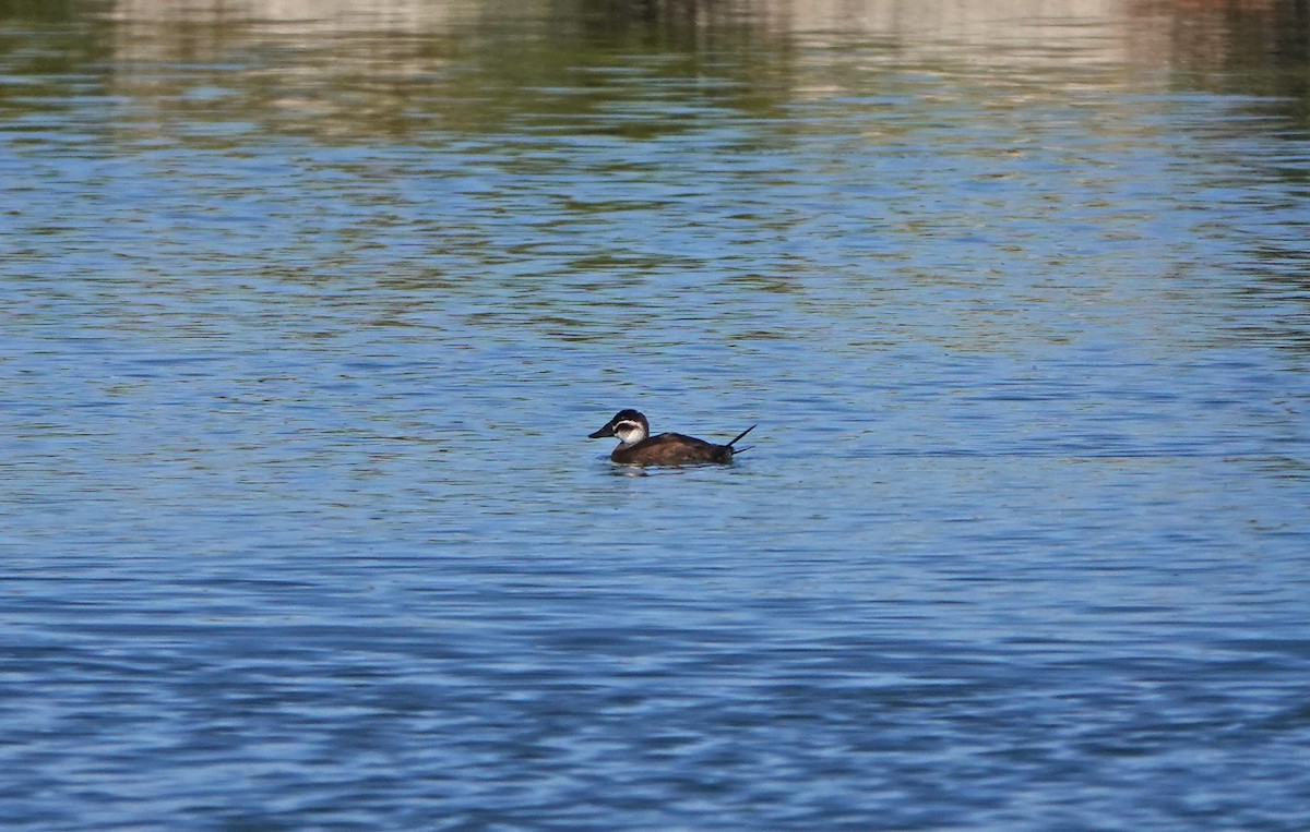 White-headed Duck - ML624836627