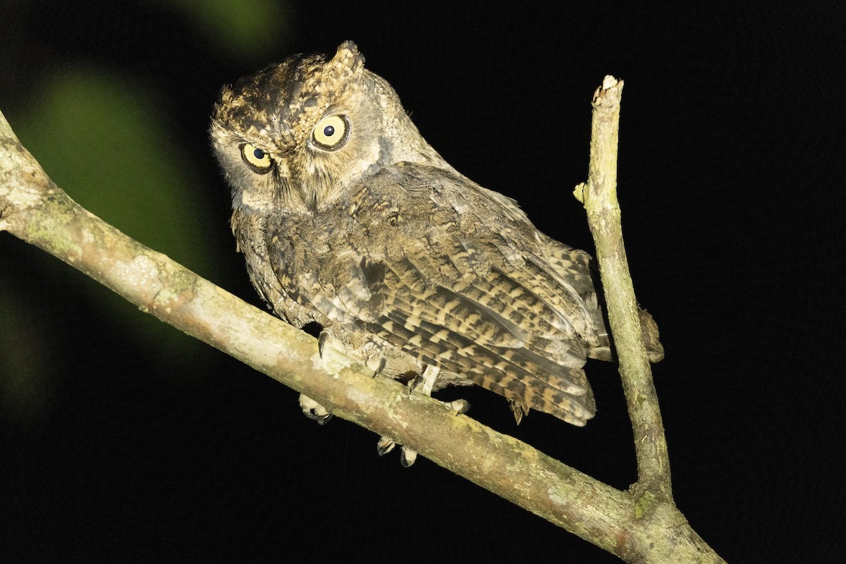 Seychelles Scops-Owl - ML624836702