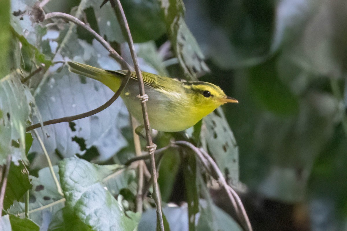 Yellow-vented Warbler - ML624836817