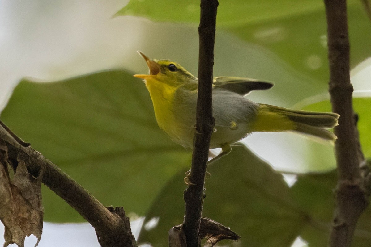 Yellow-vented Warbler - ML624836825