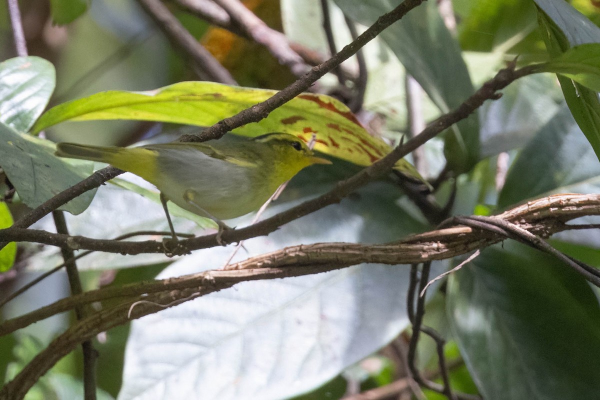 Yellow-vented Warbler - ML624836832