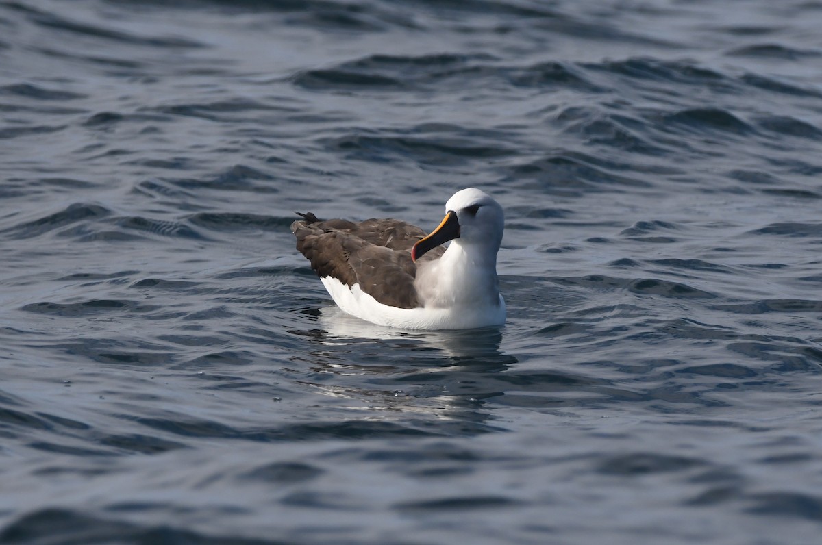 Atlantic Yellow-nosed Albatross - ML624836951