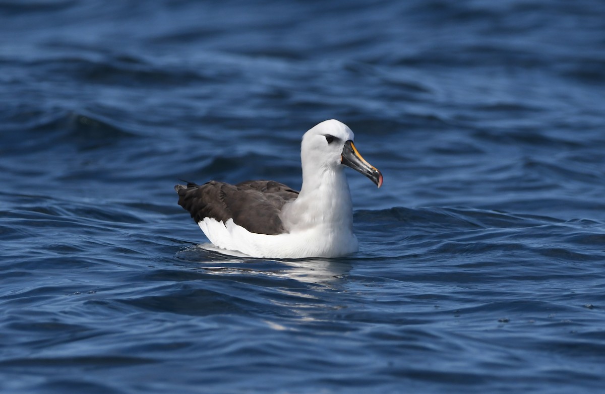 Albatros sudurrori atlantikoa - ML624837020