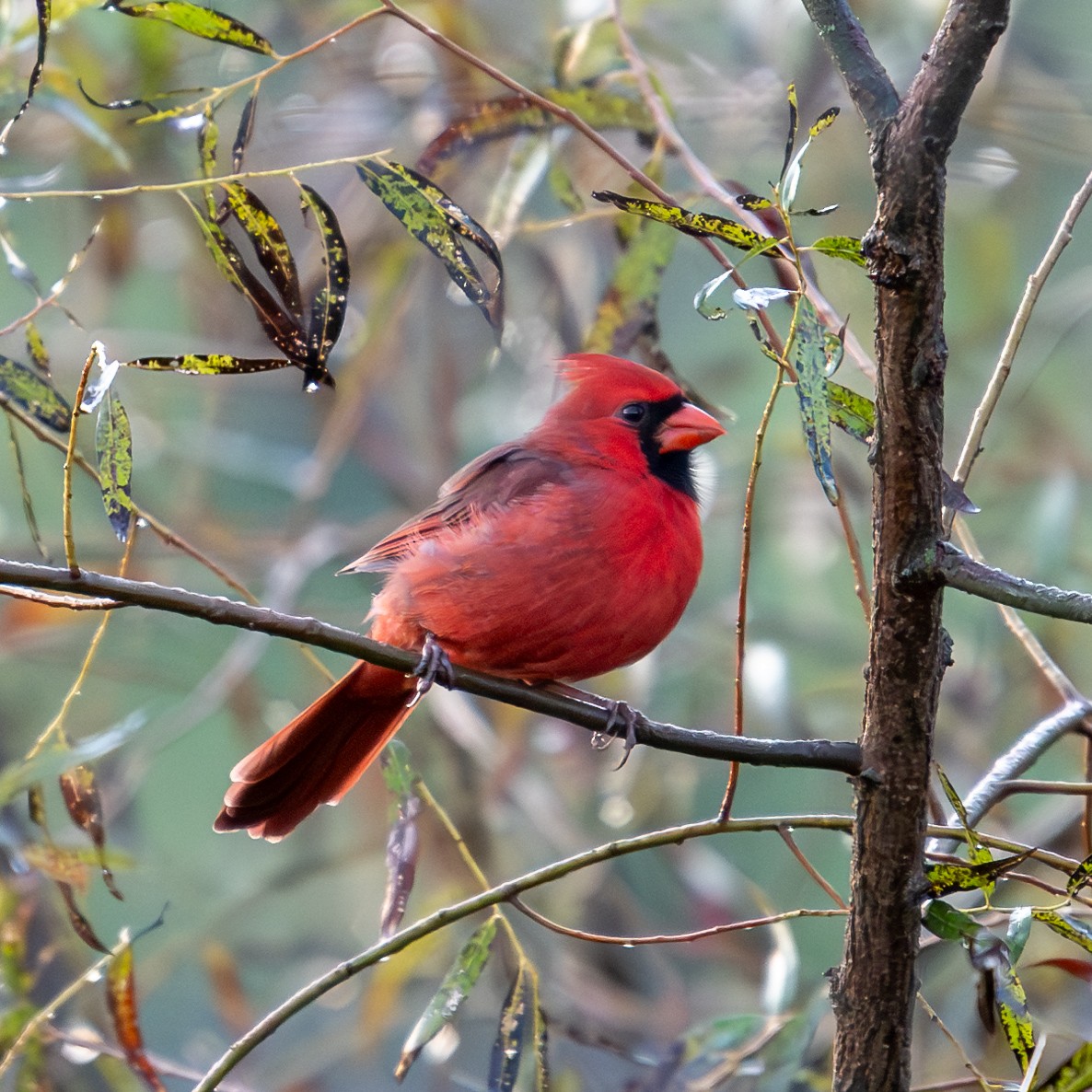 Northern Cardinal - ML624837034