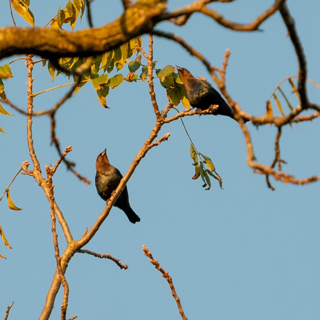 Brown-headed Cowbird - ML624837038