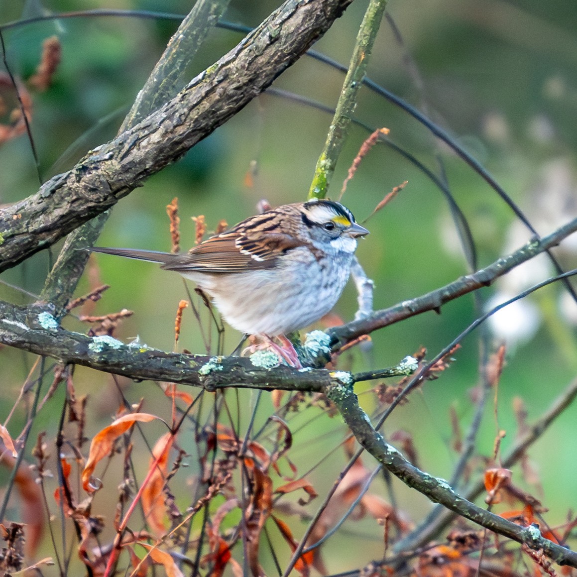 White-throated Sparrow - ML624837047