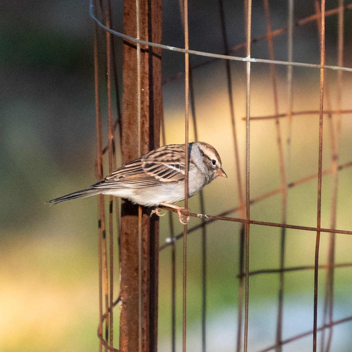 Chipping Sparrow - ML624837059