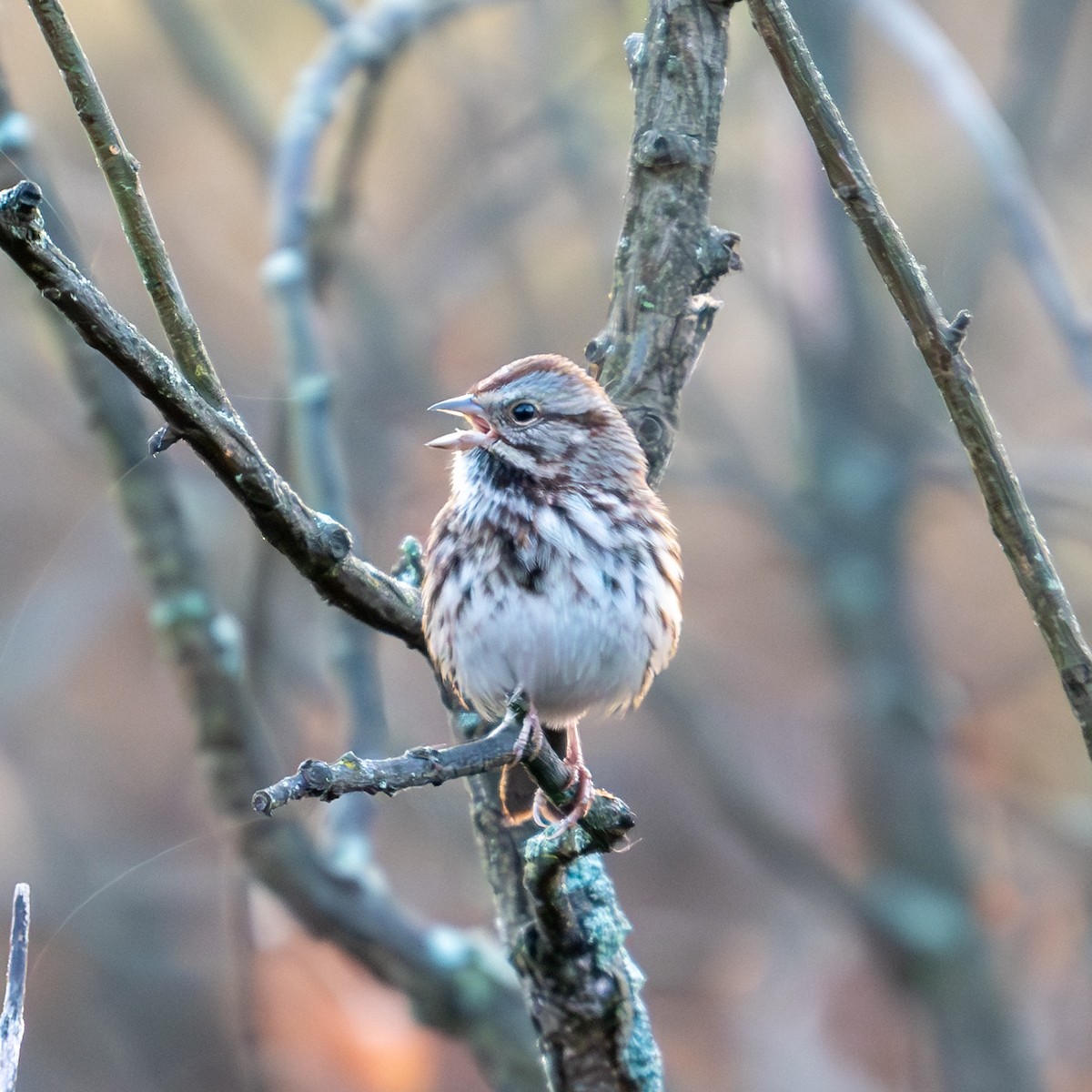 Song Sparrow - ML624837063