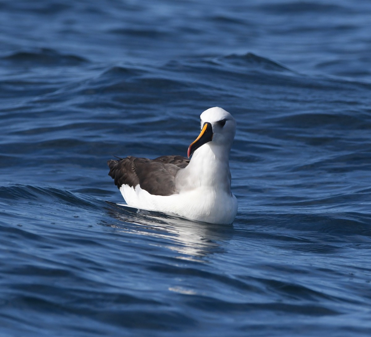 Atlantic Yellow-nosed Albatross - ML624837075