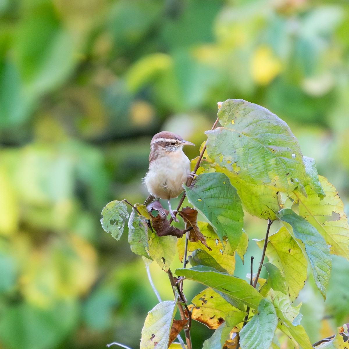 Carolina Wren - ML624837087