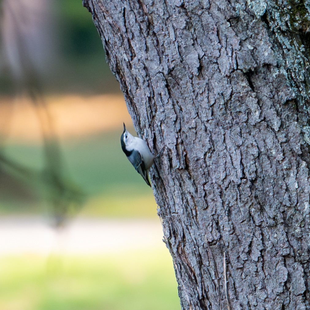 White-breasted Nuthatch - ML624837089