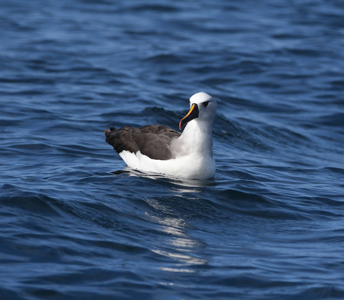 Gelbnasenalbatros - ML624837101