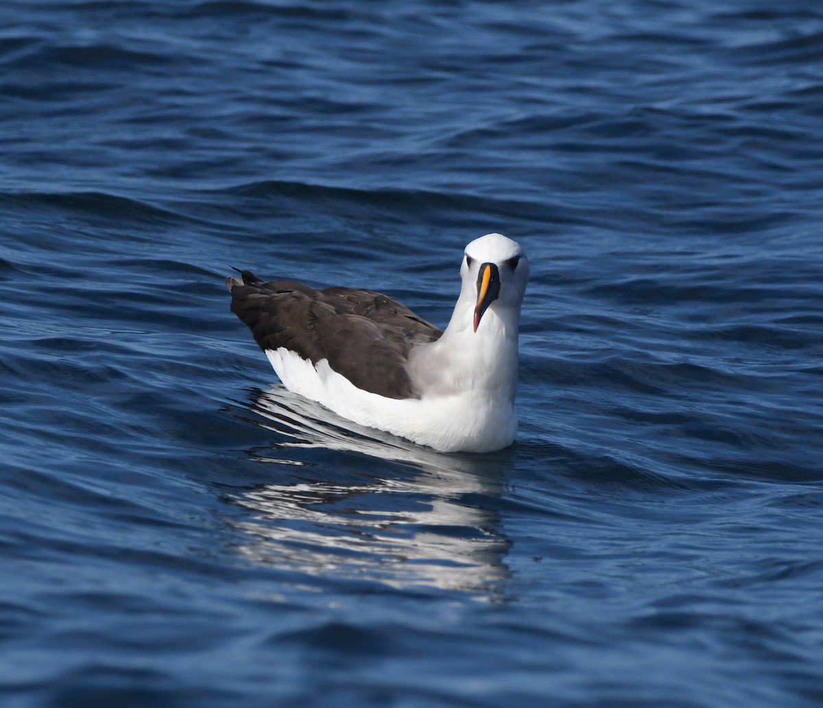 Gelbnasenalbatros - ML624837125