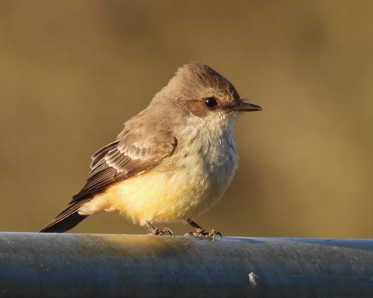 Vermilion Flycatcher - ML624837302
