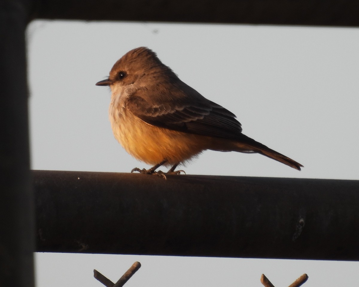 Vermilion Flycatcher - ML624837313