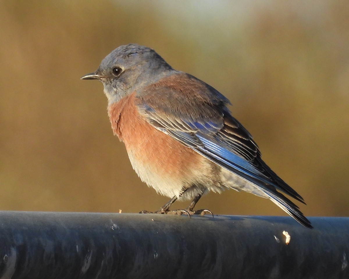 Western Bluebird - ML624837350
