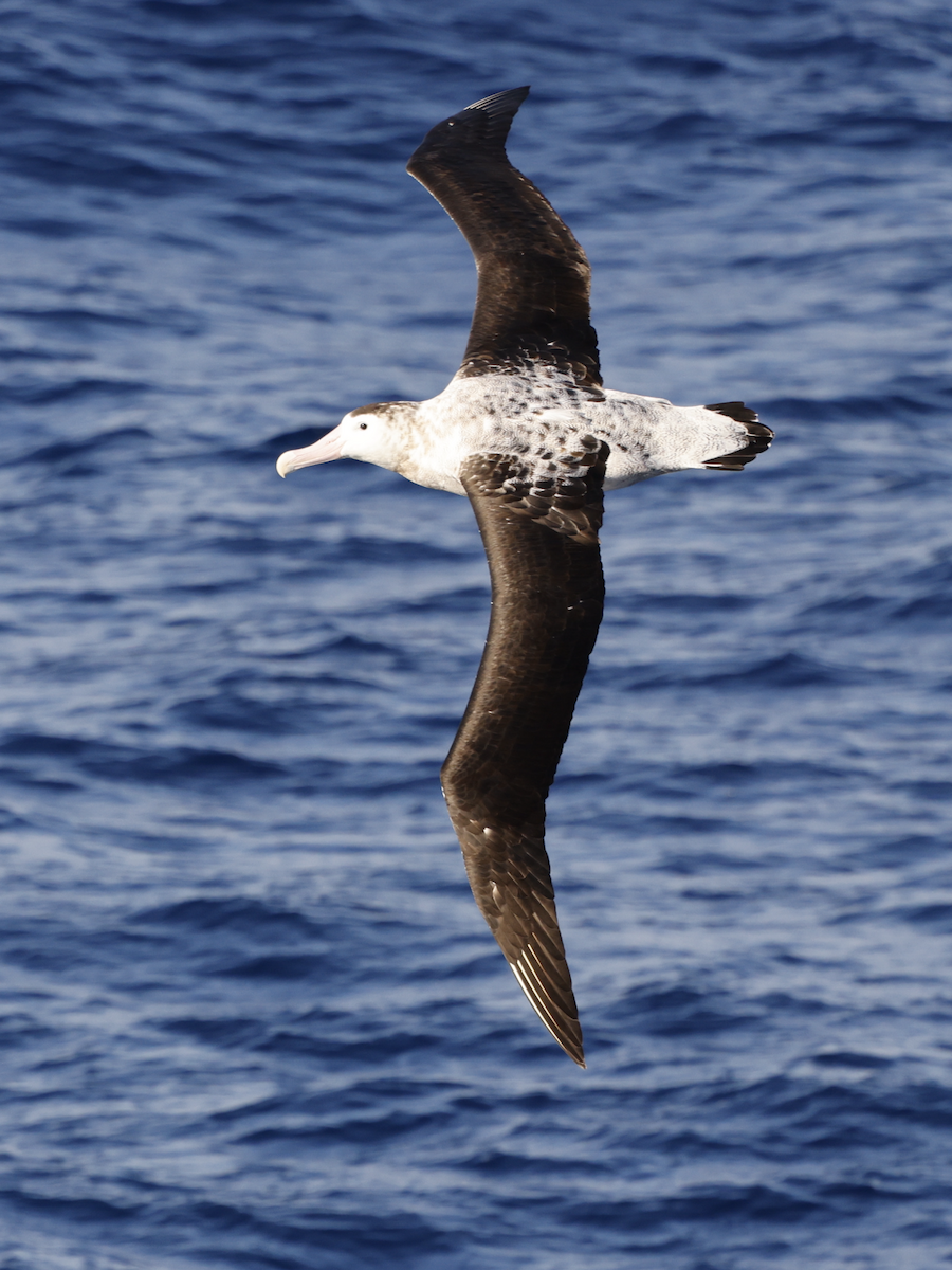 Antipodean Albatross (New Zealand) - ML624837635