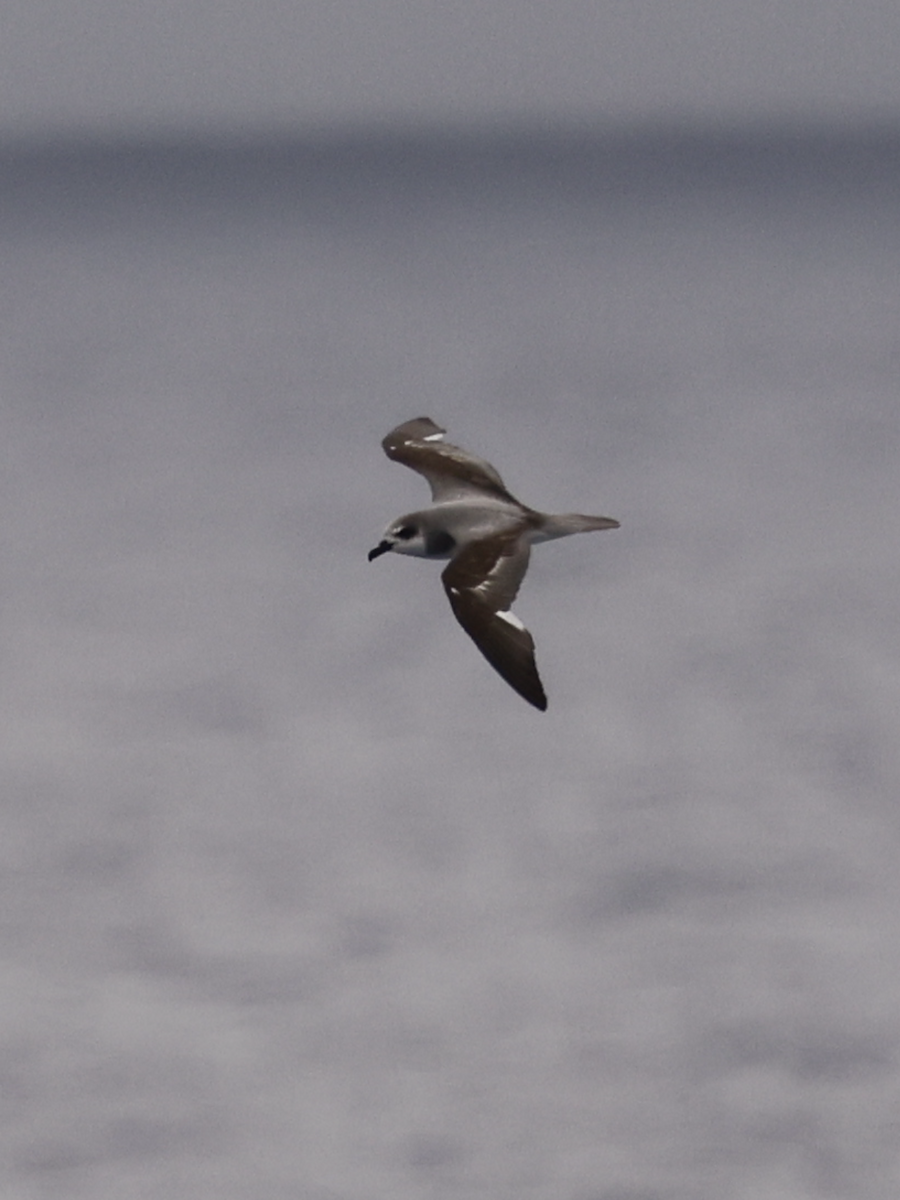 Masatierra Petrel - ML624837685